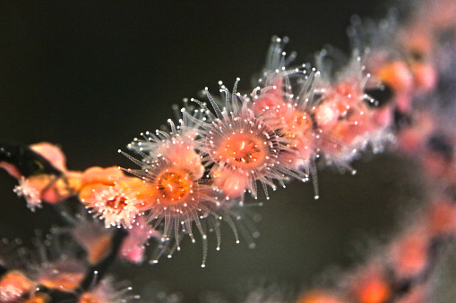 Beautiful red salt water organisms