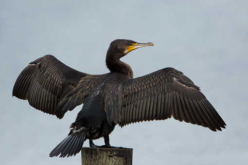 Great Cormorant (Phalacrocorax carbo) perched on a wooden pole in a lake dry off it's feathers