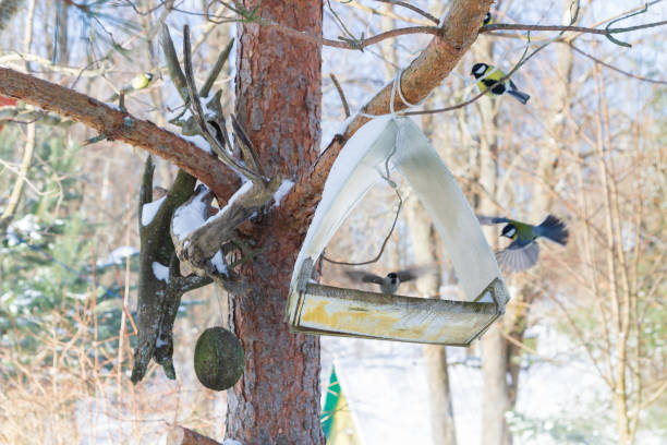 istock A bird feeder hangs on a tree in the village yard 1312533245