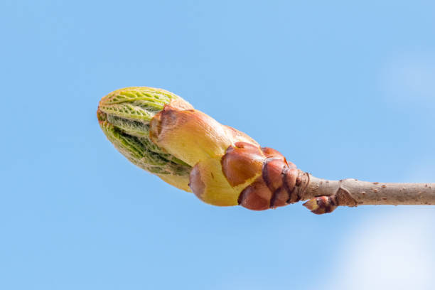 開花馬栗(aesculus)の花の芽にクローズアップ。 - chestnut close up close to macro ストックフォトと画像