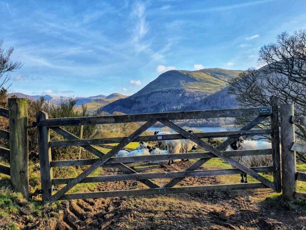 ロウズウォーターで羊とゲート - uk mountain color image cumbria ストックフォトと画像