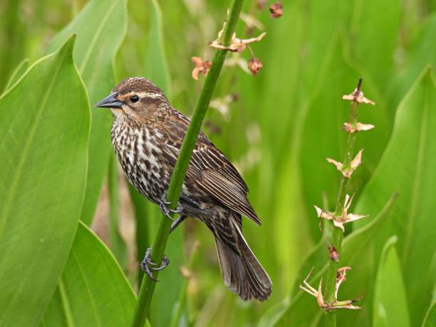 Red-winged Blackbird (Agelaius phoeniceus) female perched on a plant stem