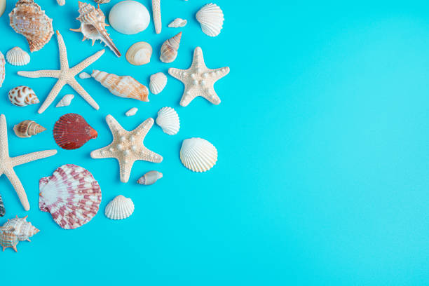 istock Starfish and shells of different shapes on a blue background. Top view, horizontal 1312533983