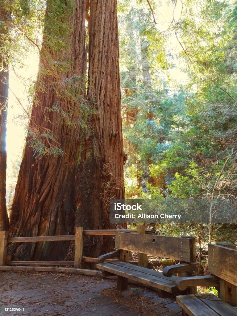 Small seat Bench under redwood tree in Muir Woods National Monument. Bench Stock Photo