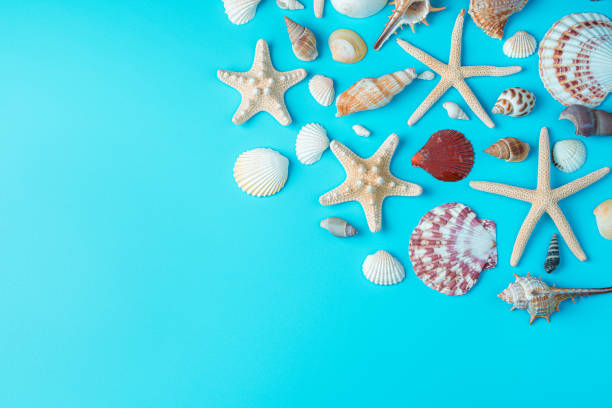 istock Sea background with seashells and starfish on a blue background 1312534060
