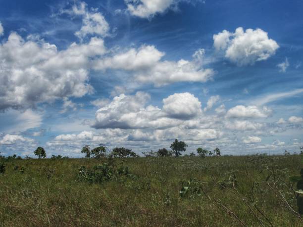 istock Grass fields on top of Morre de Sao Jeronimo in Chapada dos Guimaraes National Park 1312534305