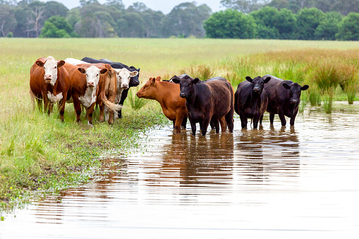 Herd of cows standing in pond, cooling down, background with copy space, full frame horizontal composition