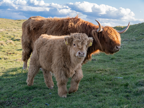 A shaggy haired brown coloured Highland cow with protruding curved horns, standing in a grassy field beside her cute young calf in a rural part of Scotland. The healthy young animal has thick, soft fluffy hair. It is enjoying the company of its mother as they graze together in evening sunlight, their bond strong.