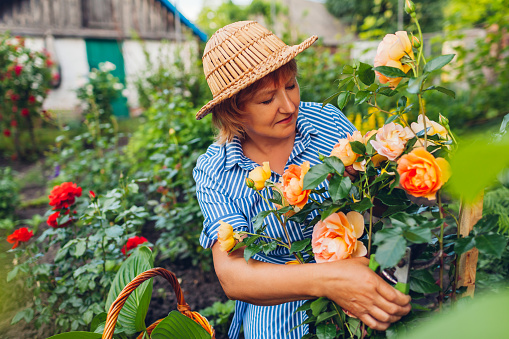 Senior woman gathering flowers in garden. Middle-aged woman smelling and cutting roses off with pruner. Summer gardening. Lifestyle