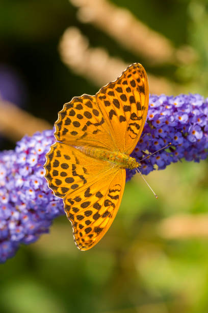 fryształ srebrzysty - fritillary butterfly butterfly insect lepidoptera zdjęcia i obrazy z banku zdjęć