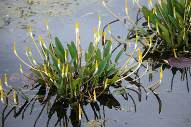 club d'oro arum pianta acquatica con fiori - spadice foto e immagini stock