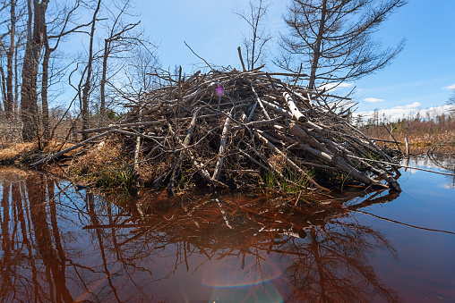 A recently built beaver lodge near the shoreline of a wetland area.