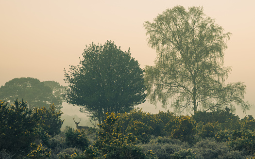 This image is part of a collection showcasing the magical beauty of the Woodlands Heathlands and Wildlife of New Forest National Park in Misty conditions.