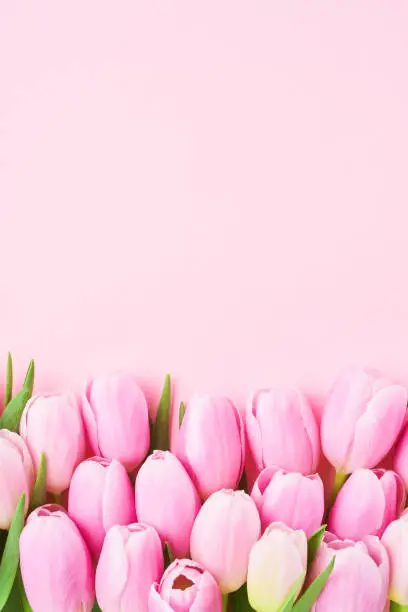 Photo of Pink tulips flower on a pink background, selective focus. Mothers Day, birthday celebration concept.