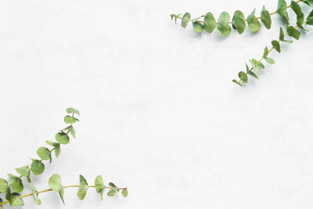 istock Eucalyptus branches on a white background. SPA concept. Flat lay, copy space 1312538658
