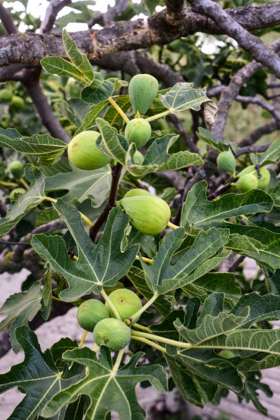 istock Lemon .La Pampa Argentina 1312538680