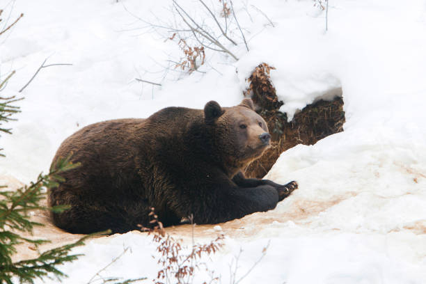 istock European Brown Bear (Ursus arctos) situated in front of her hole 1312539574