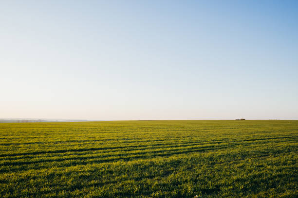 istock Green wheat field with sky 1312543175
