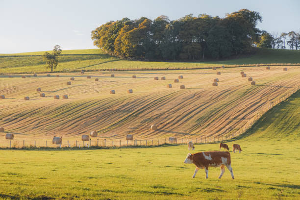 This is a close up photo of a cow eating hay.