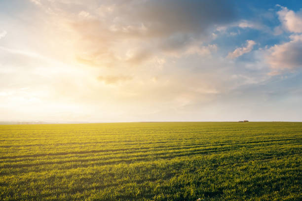 istock Green wheat field with sky 1312543928