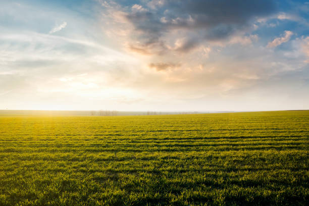 istock Green wheat field with sky 1312544739