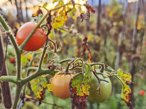 ferme de tomates - 4729 photos et images de collection