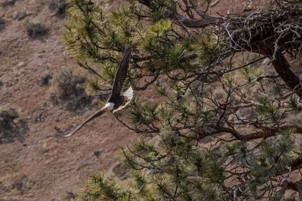istock Bald Eagle flying from the nest at Smith Rock State Park in Oregon 1312546337