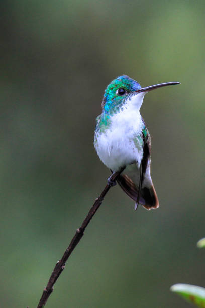 istock Andean emerald hummingbird perched on a branch 1312546415