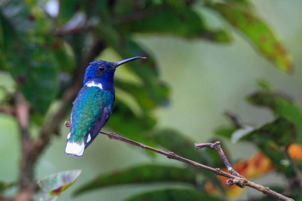 istock White-necked Jacobin hummingbird perched on a branch 1312546420