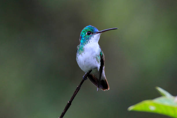 istock Andean emerald hummingbird perched on a branch 1312546455