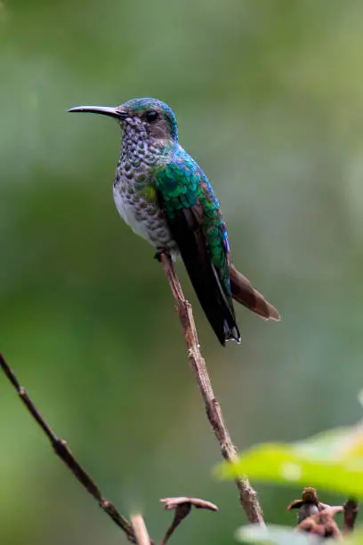 Photo of Versicolored emerald Hummingbird perched on branch