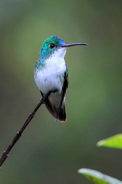 istock Andean emerald hummingbird perched on a branch 1312546464