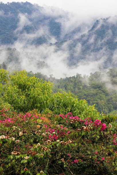 istock Rainforest with clouds and pink flowers 1312546468