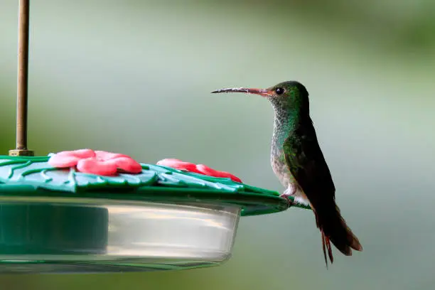 Photo of Versicolored emerald Hummingbird perched on feeder in Mindo, Ecuador, South America