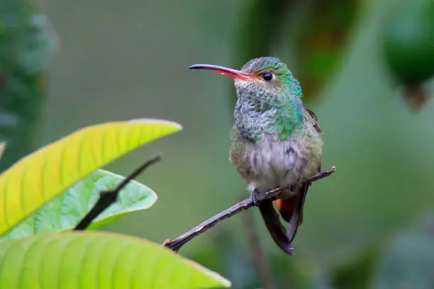 Photo of Versicolored emerald Hummingbird perched on branch