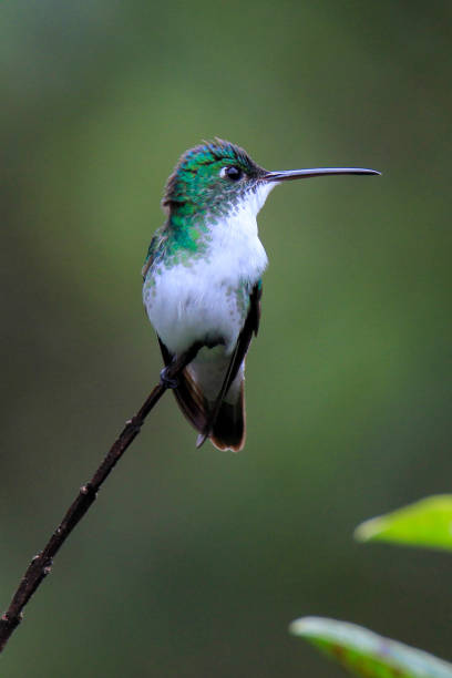istock Andean emerald hummingbird perched on a branch 1312546509