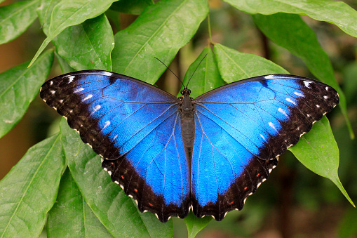 A Malayan Eggfly butterfly on a leaf in the rainforest of Bali, Indonesia.