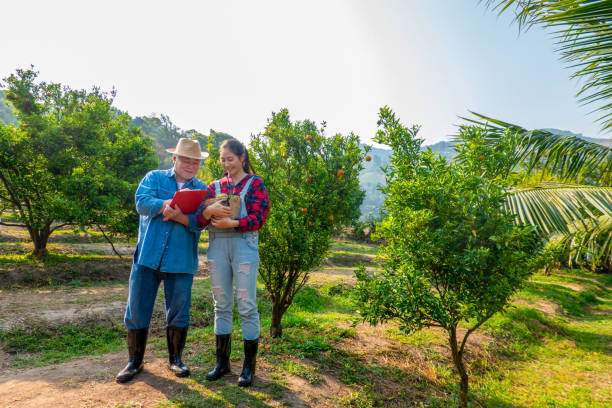 azjatka i starszy mężczyzna ogrodnik rodzina pracuje w ekologicznym pomarańczowym sadzie togethe - beautiful people citrus fruit fruit zdjęcia i obrazy z banku zdjęć