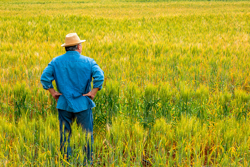 Rear view of Asian senior man farmer standing in rice paddy wheat field with happiness and pride. Elderly male farm owner working and preparing harvest organic wheat crop plant. Agriculture product industry concept