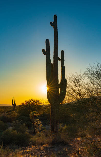 istock Sunburst Behind Cactus in Lost Dutchman State Park 1312547166