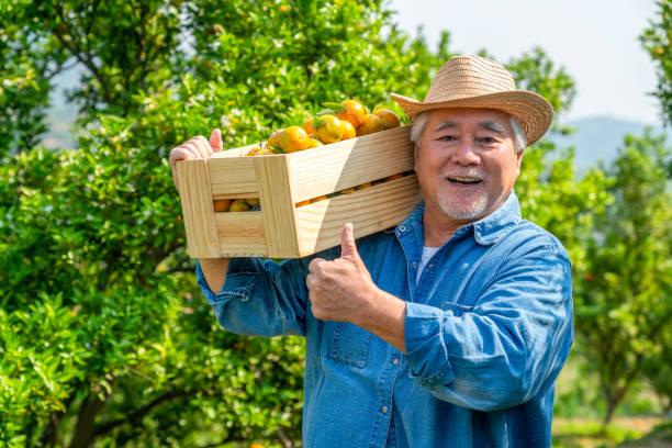 Portrait of Happy Asian senior man farmer holding box of ripe organic orange in orange orchard Portrait of Happy Asian senior man farmer carry wooden box working in organic orange orchard with happiness. Elderly male farm owner harvesting ripe orange in garden. Agriculture product industry business concept agricultural occupation stock pictures, royalty-free photos & images