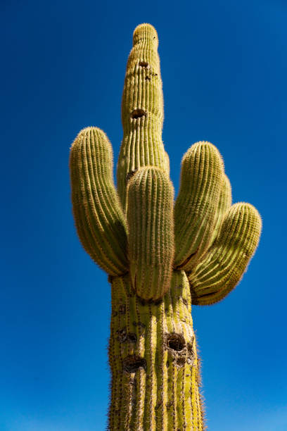 istock Saguaro Cactus Near Phoenix Arizona 1312547205