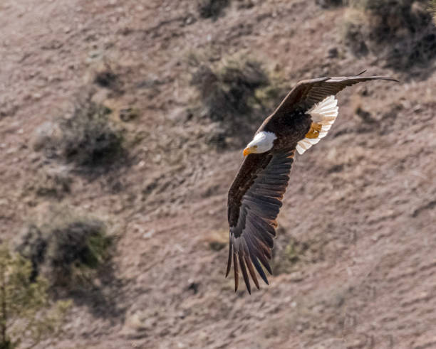 istock Bald Eagle flying from the nest at Smith Rock State Park in Oregon 1312547917