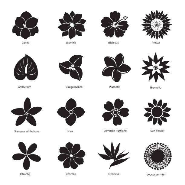 flower icon flower icon isolated on white background vector illustration. frangipani stock illustrations