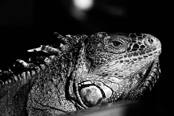 istock Mexican black iquana 1312550195
