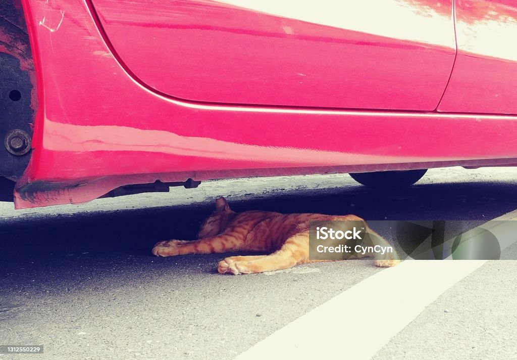 Don’t disturb me! Cat enjoying me-time under car, JiuFen, Taiwan Animal Stock Photo
