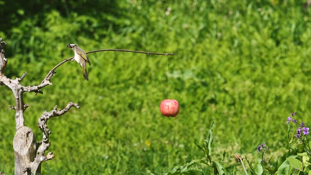 Flying light vented bulbul (pycnonotus sinensis) eating apple feed by bird watchers, slow motion footage.