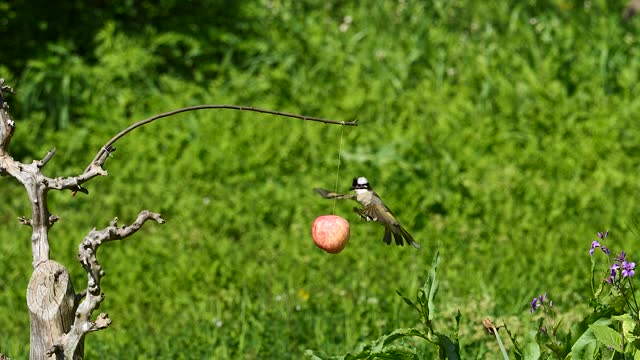 Flying light vented bulbul (pycnonotus sinensis) eating apple feed by bird watchers, slow motion footage.