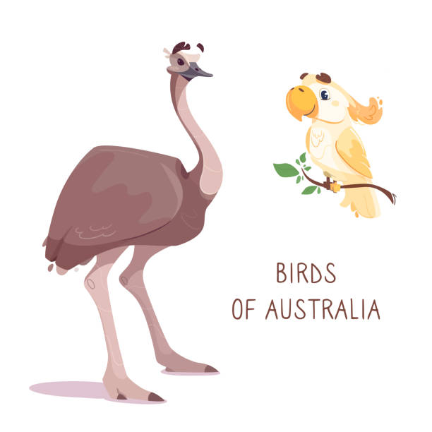 istock ostrich emu and cockatoo, isolated on a white background. Vector illustration of cute australian birds in cartoon style. Drawing, for printing on clothes, for children's books, cards, posters 1312552051