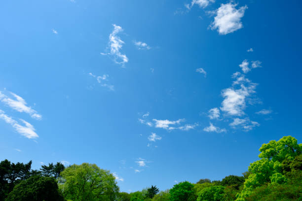 istock Looking up at treetops and the blue sky 1312552290